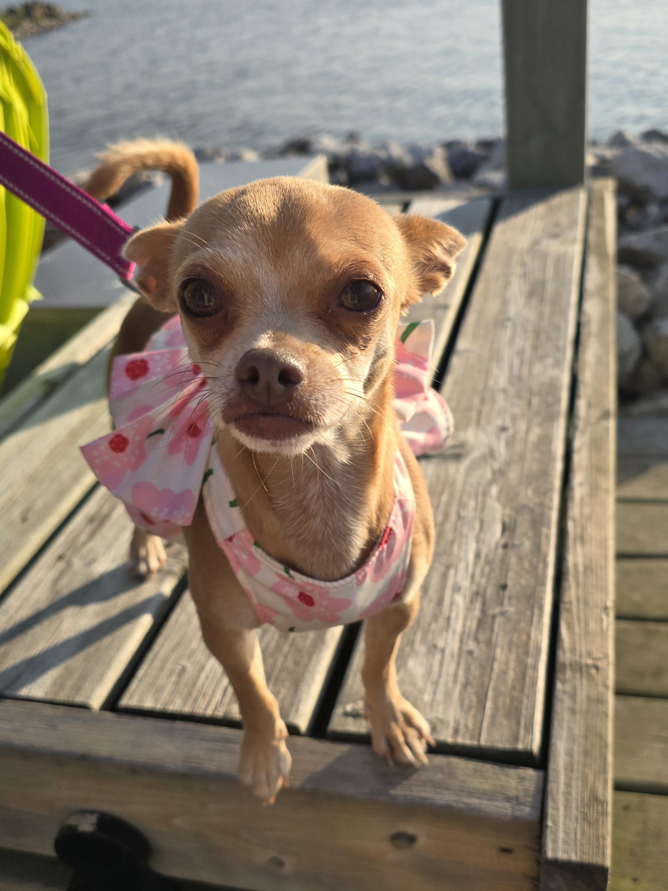 Toes, an adoptable Chihuahua in Chatsworth, ON, N0H 1G0 | Photo Image 1