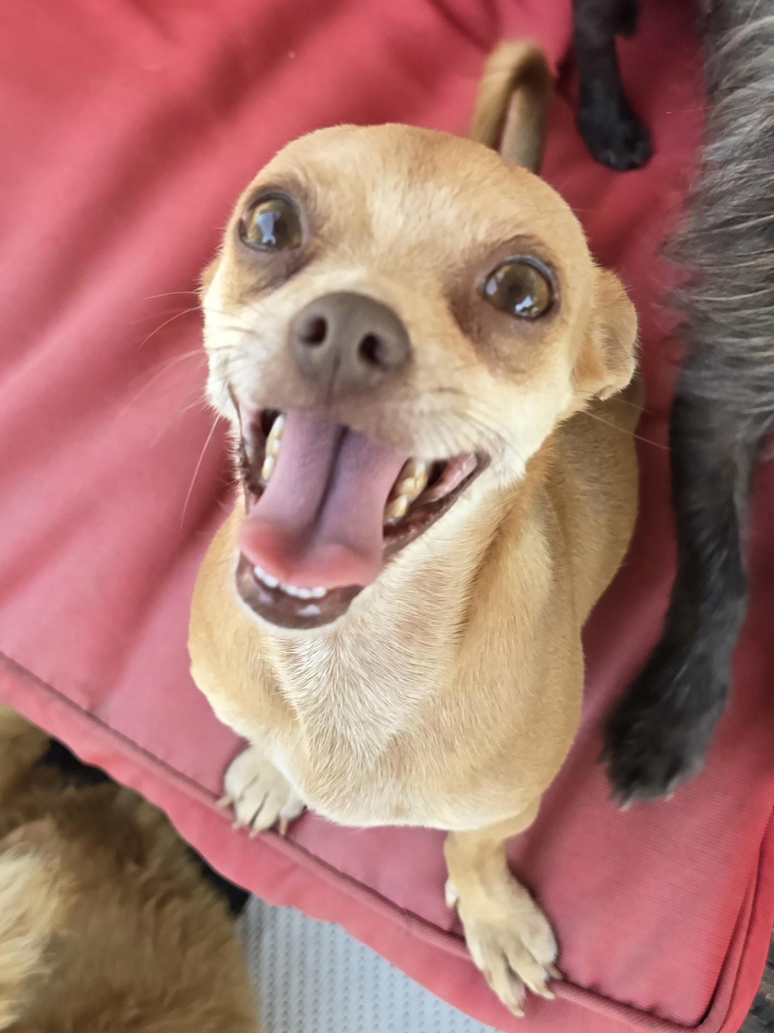 Toes, an adoptable Chihuahua in Chatsworth, ON, N0H 1G0 | Photo Image 5