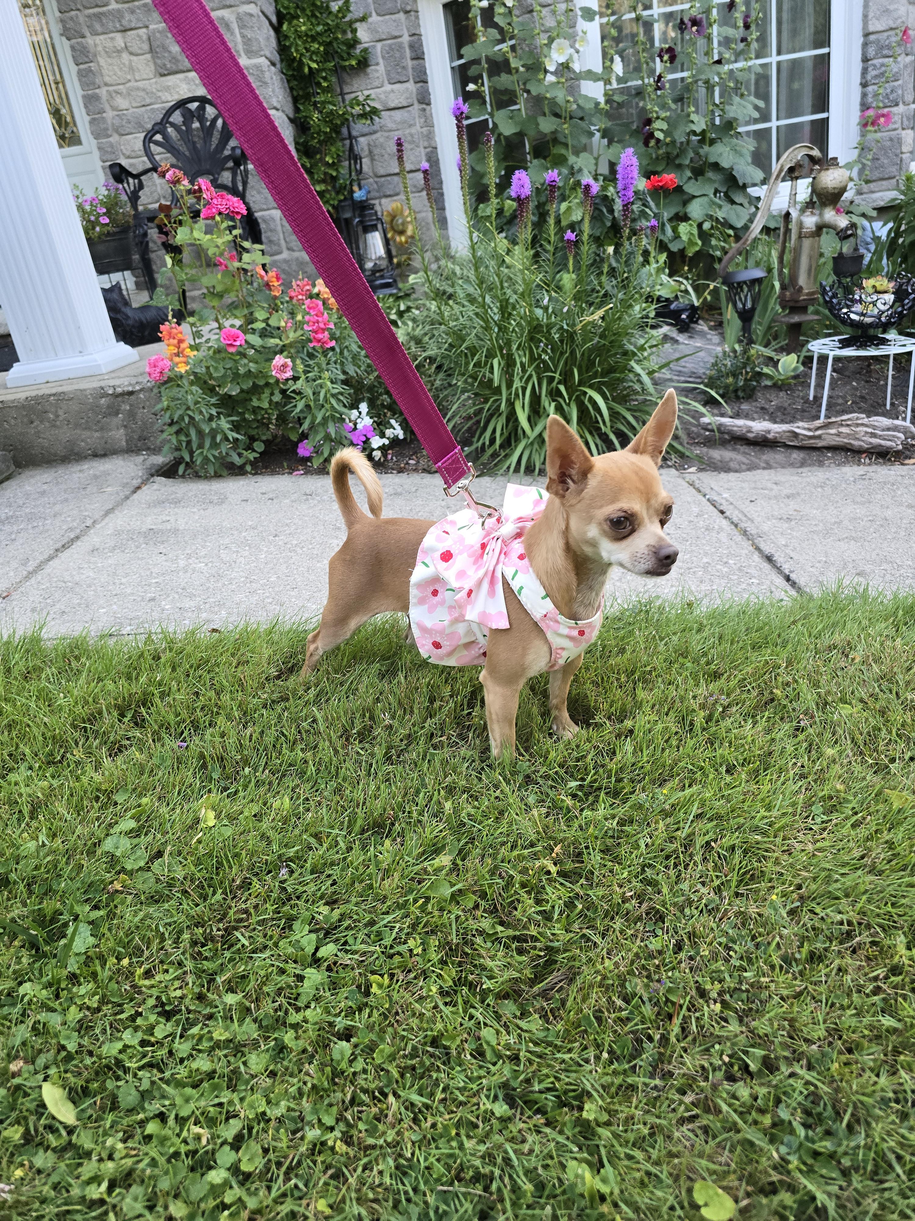 Toes, an adoptable Chihuahua in Chatsworth, ON, N0H 1G0 | Photo Image 3