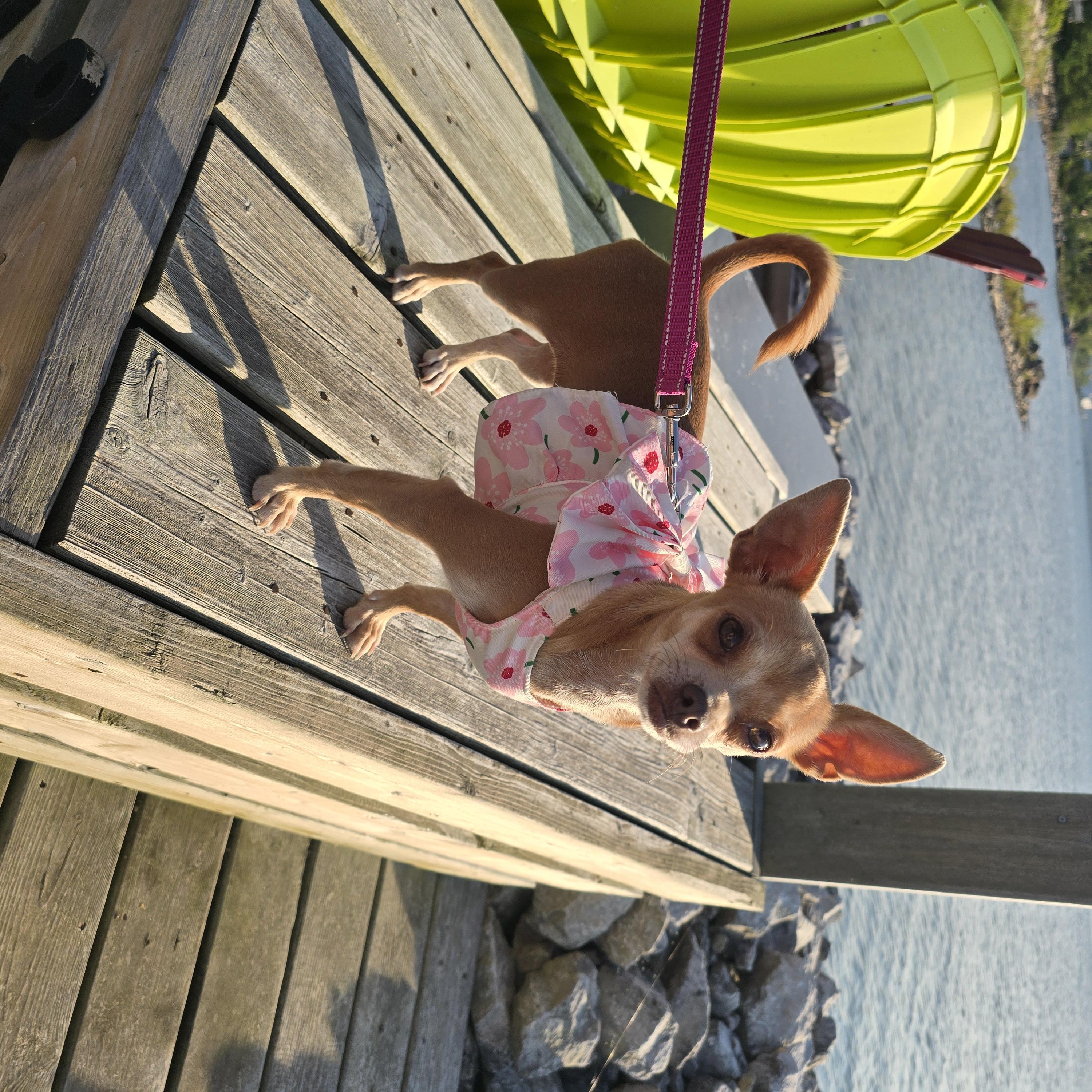 Toes, an adoptable Chihuahua in Chatsworth, ON, N0H 1G0 | Photo Image 2