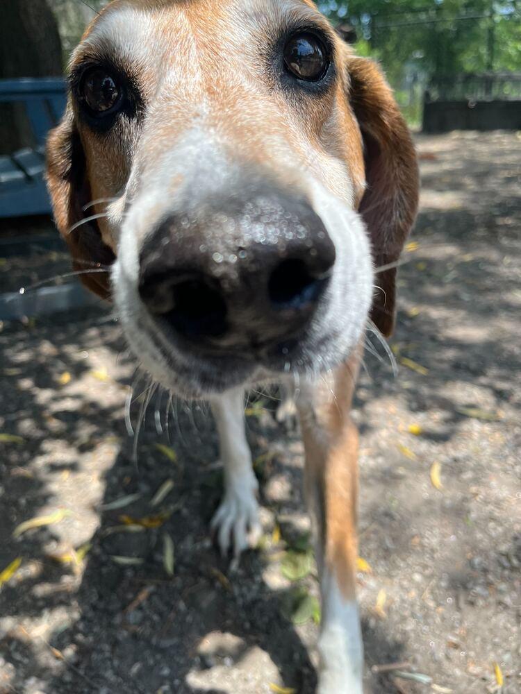 Kemp, Adoptable, Adult Male Coonhound.