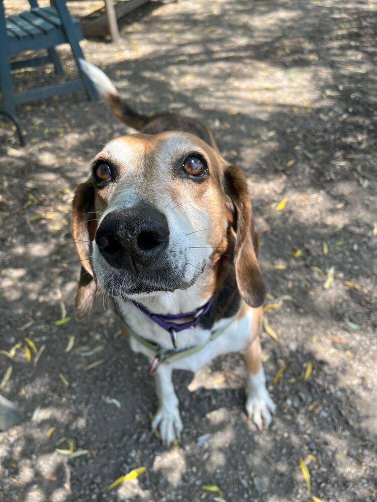 Enlarge Kemp, a Adoptable mixed breed in Elmsford, NY image 2/4