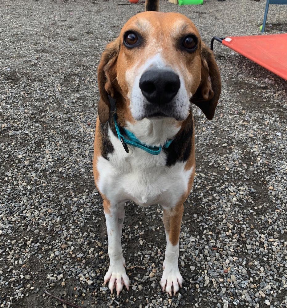 Enlarge Kemp, a Adoptable mixed breed in Elmsford, NY image 3/4