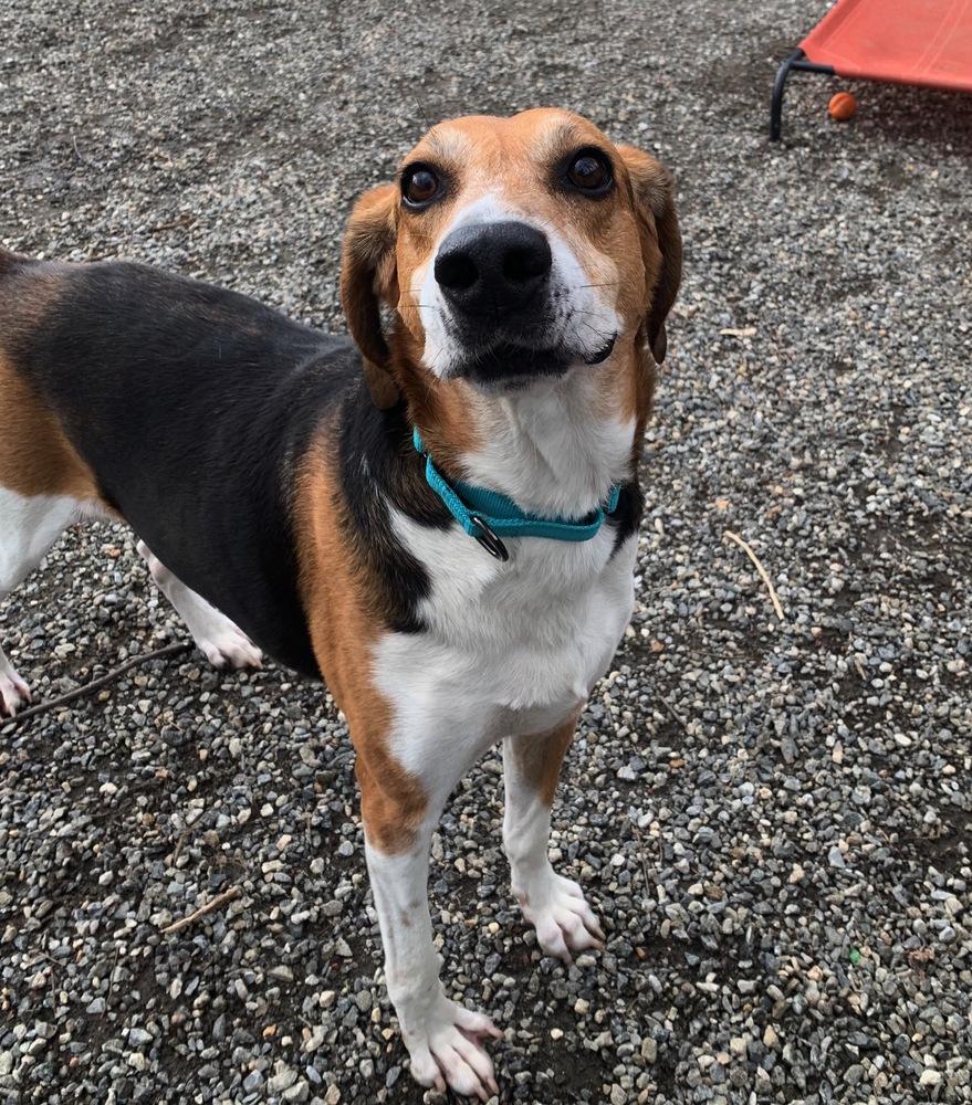 Enlarge Kemp, a Adoptable mixed breed in Elmsford, NY image 4/4