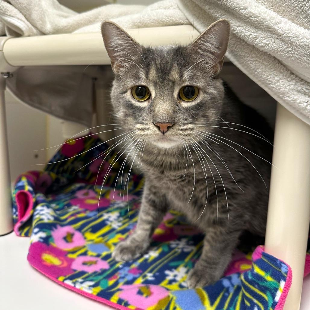 Blue, Adoptable, Adult Male Domestic Short Hair.