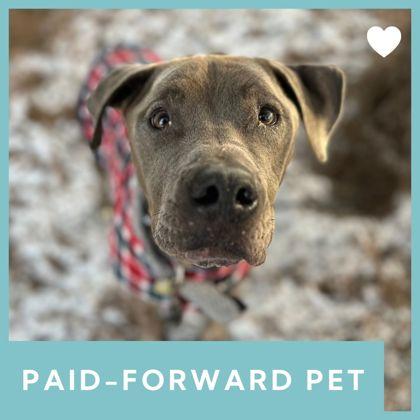 Jeremy, ADOPTABLE, Senior Male Mixed Breed.