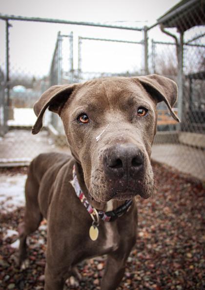 Enlarge Jeremy, a ADOPTABLE Mixed Breed in Missoula, MT image 2/2