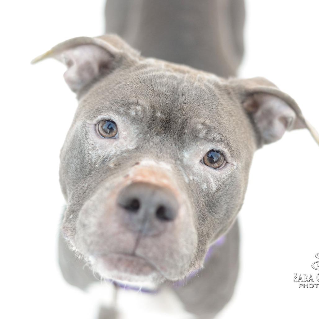 Enlarge Chula, a Adoptable mixed breed in Grand Rapids, MI image 1/6