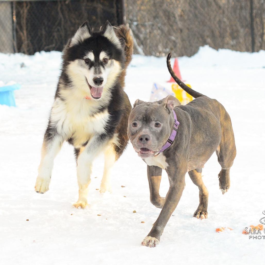 Enlarge Chula, a Adoptable mixed breed in Grand Rapids, MI image 2/6