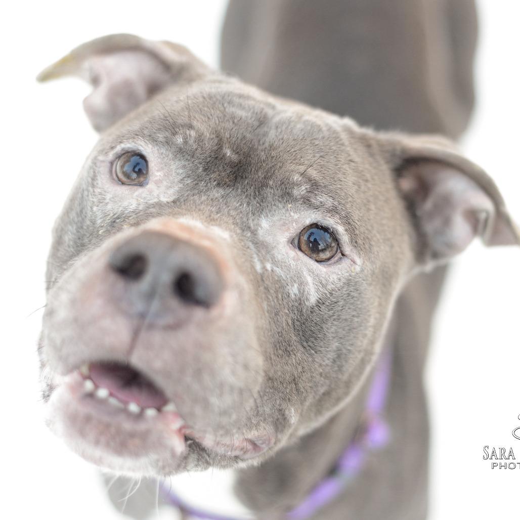 Enlarge Chula, a Adoptable mixed breed in Grand Rapids, MI image 3/6