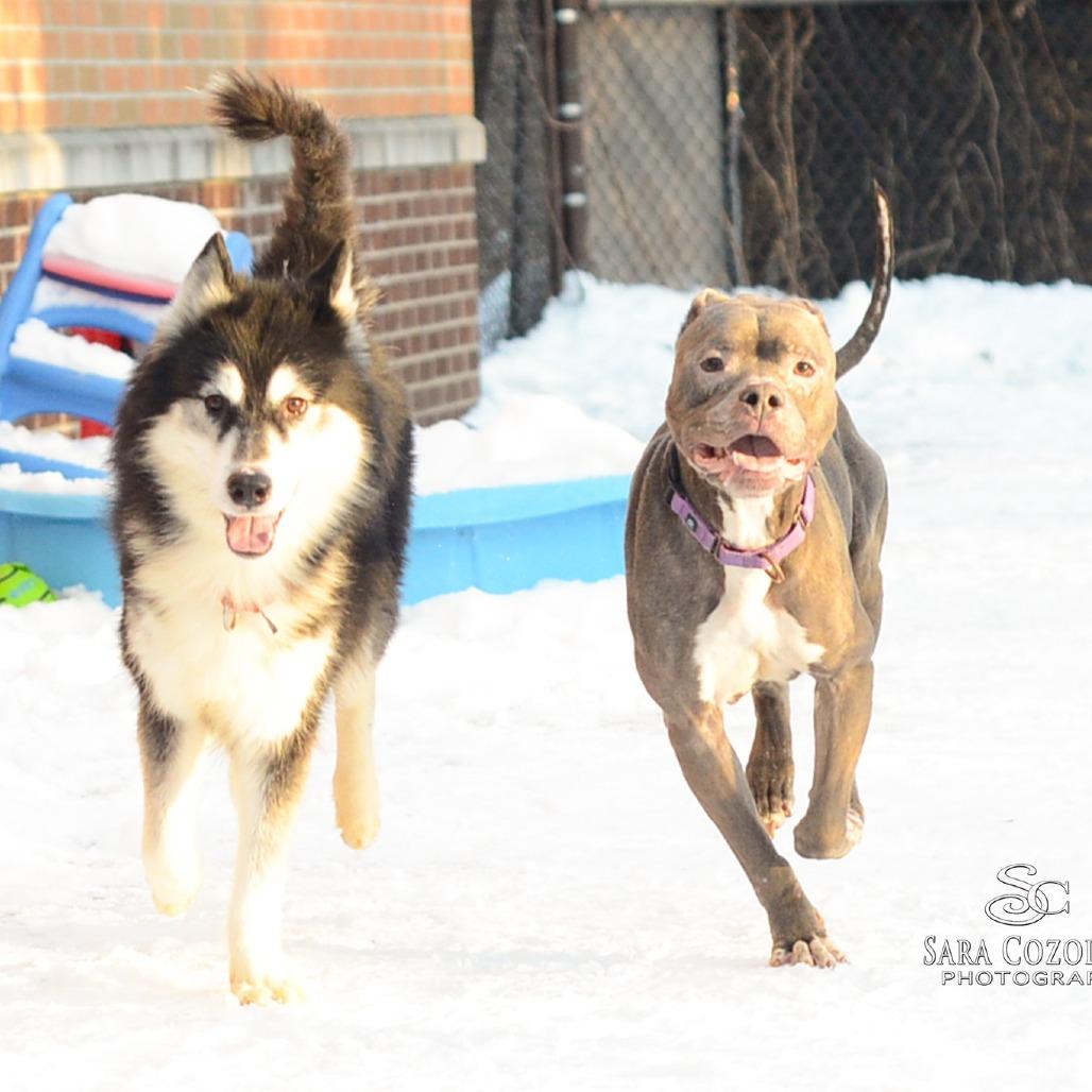 Enlarge Chula, a Adoptable mixed breed in Grand Rapids, MI image 4/6