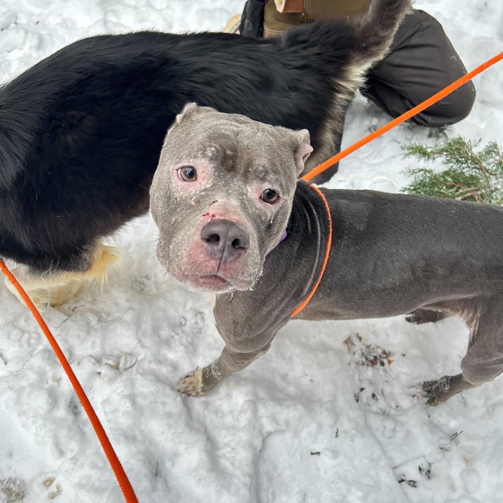 Enlarge Chula, a Adoptable mixed breed in Grand Rapids, MI image 5/6