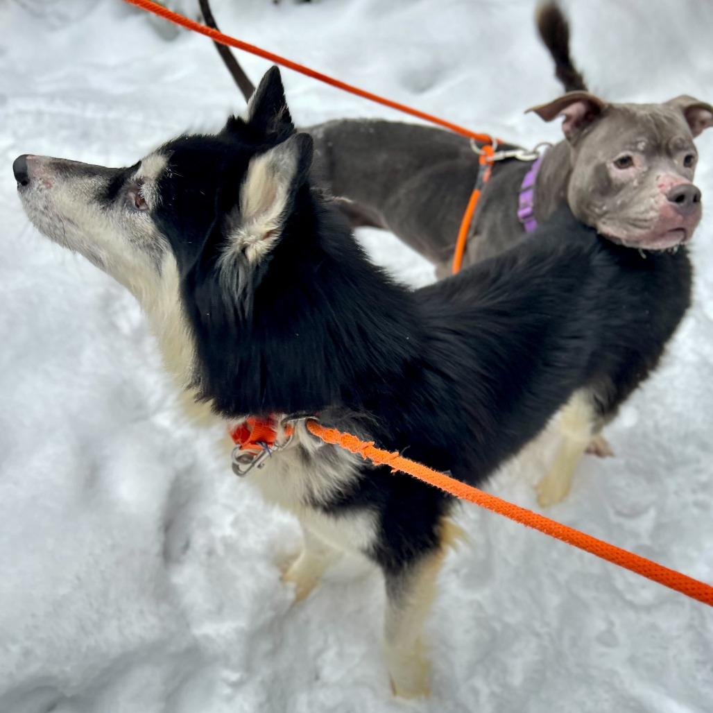 Enlarge Chula, a Adoptable mixed breed in Grand Rapids, MI image 6/6