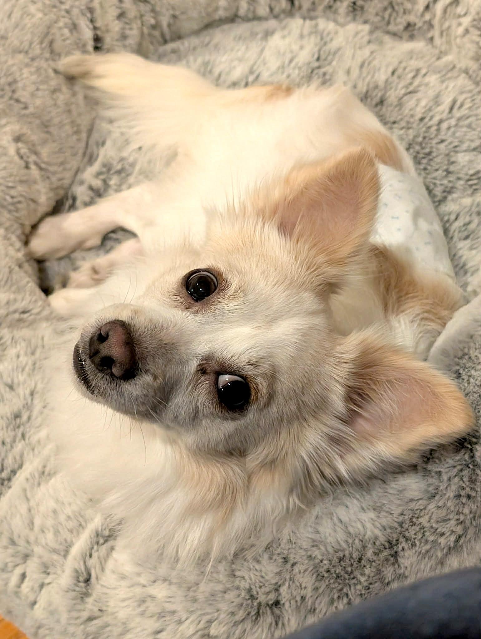 Enlarge Fennekin, a ADOPTABLE mixed breed in Worcester, MA image 3/4