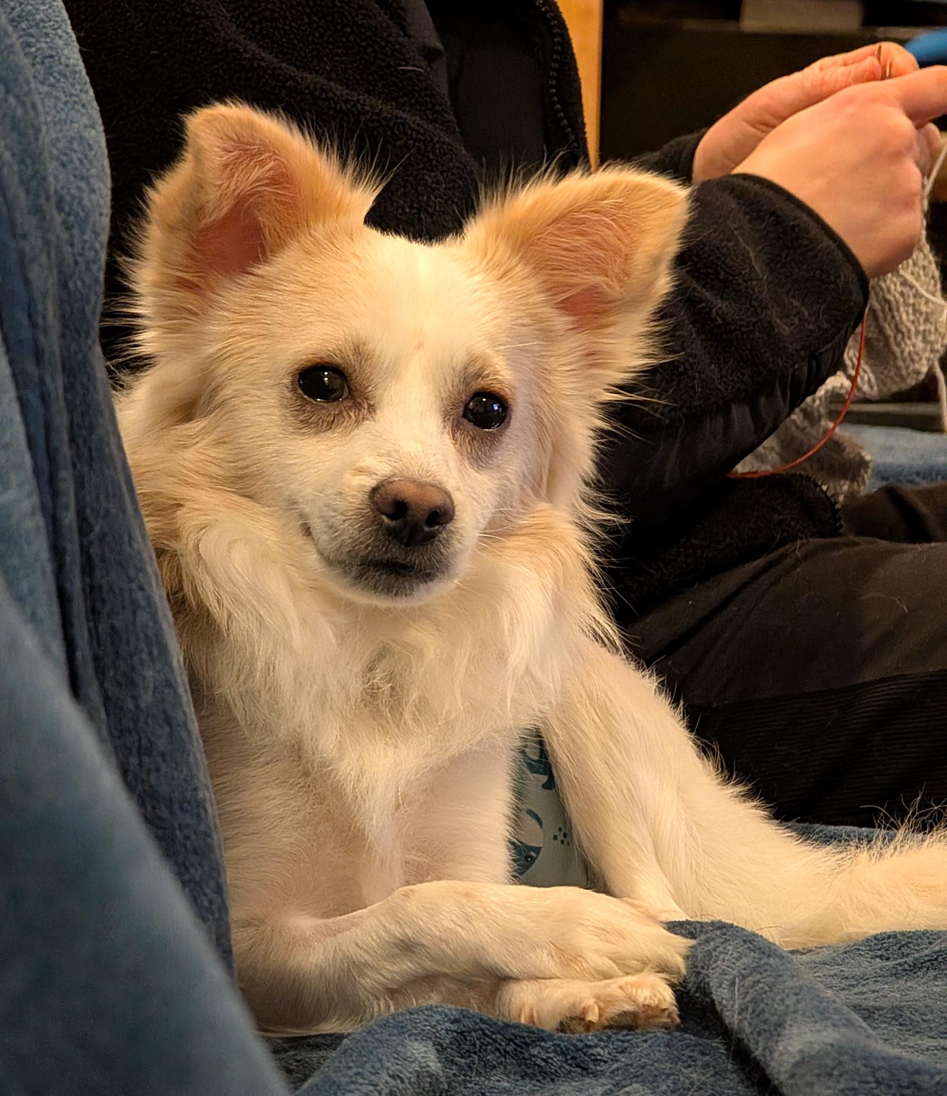 Fennekin, ADOPTABLE, Adult Male Papillon.