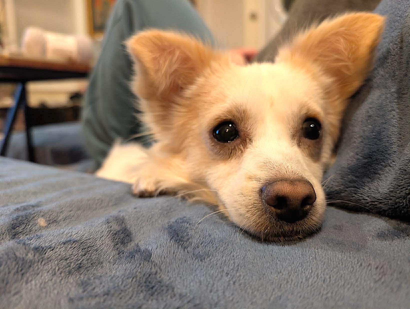 Enlarge Fennekin, a ADOPTABLE mixed breed in Worcester, MA image 4/4