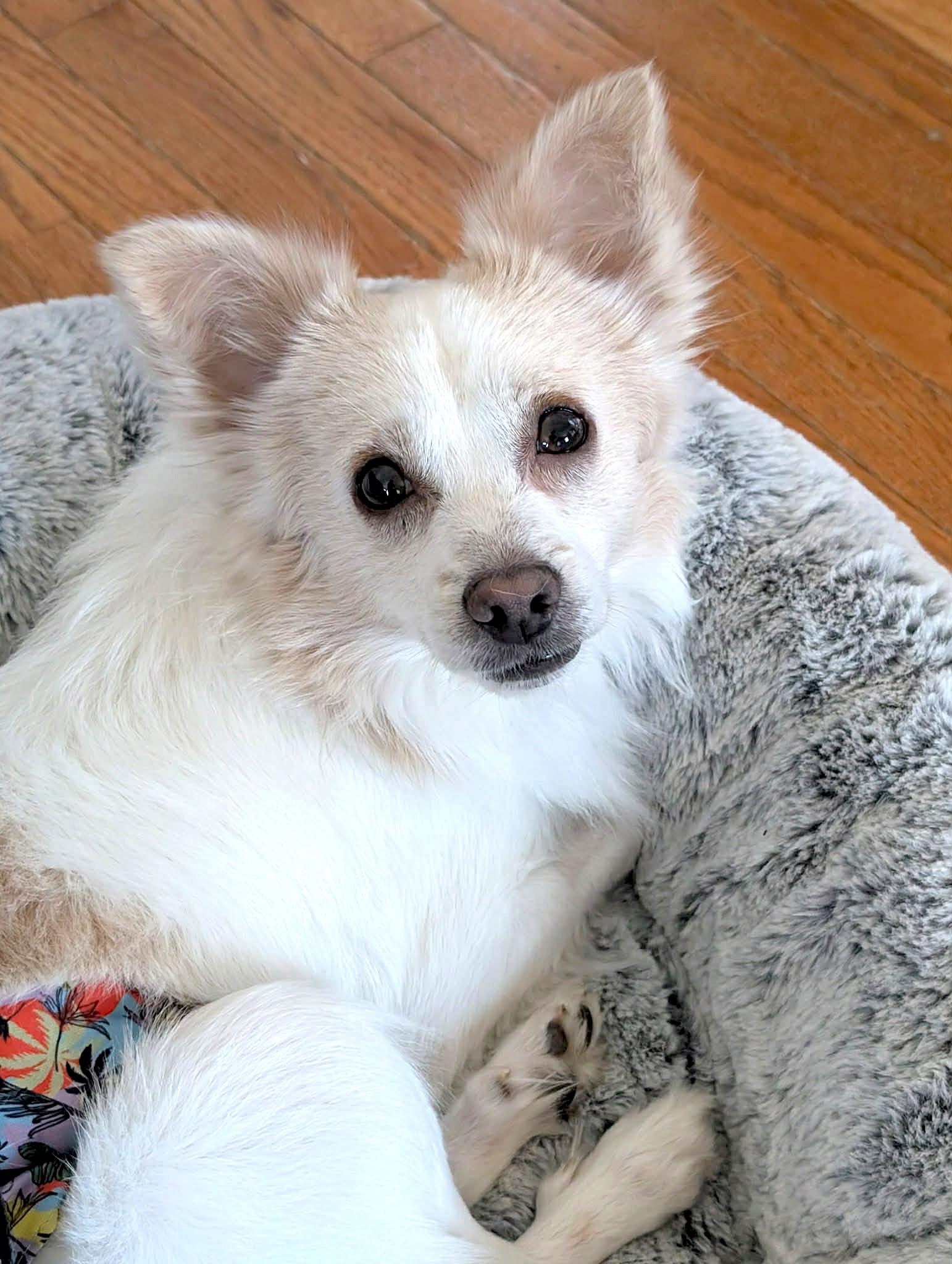 Enlarge Fennekin, a ADOPTABLE mixed breed in Worcester, MA image 2/4