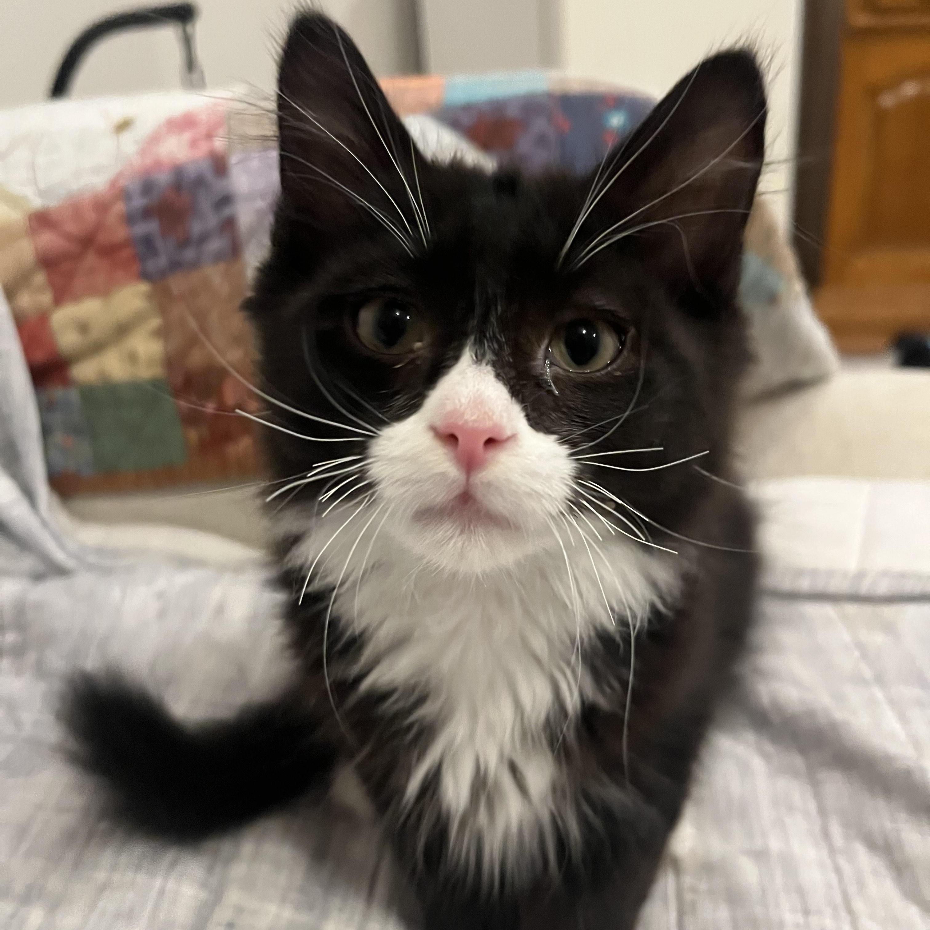 Jaffa Cake, a Adopted Domestic Medium Hair in Vernon, VT image 1/3