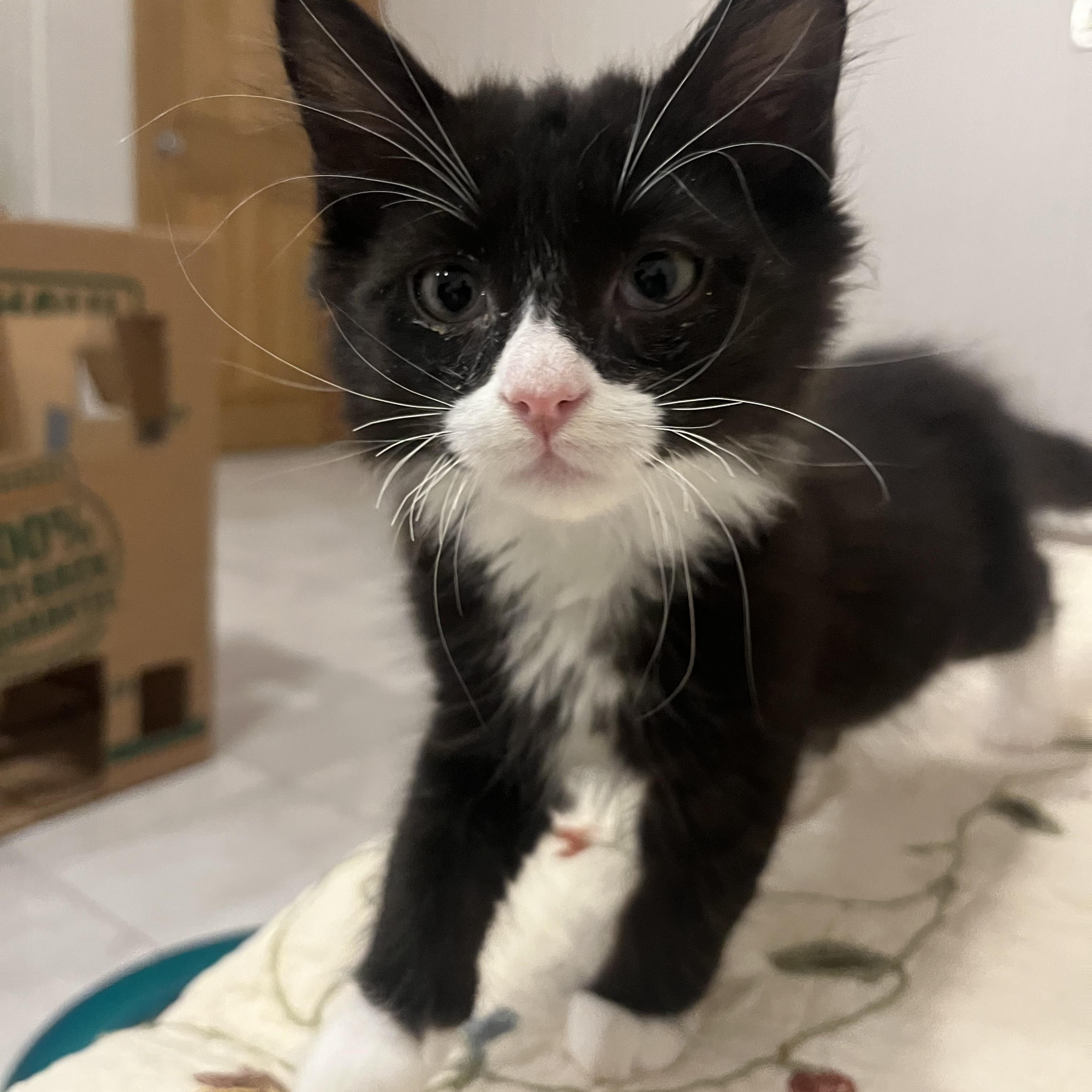 Jaffa Cake, a Adopted Domestic Medium Hair in Vernon, VT image 3/3