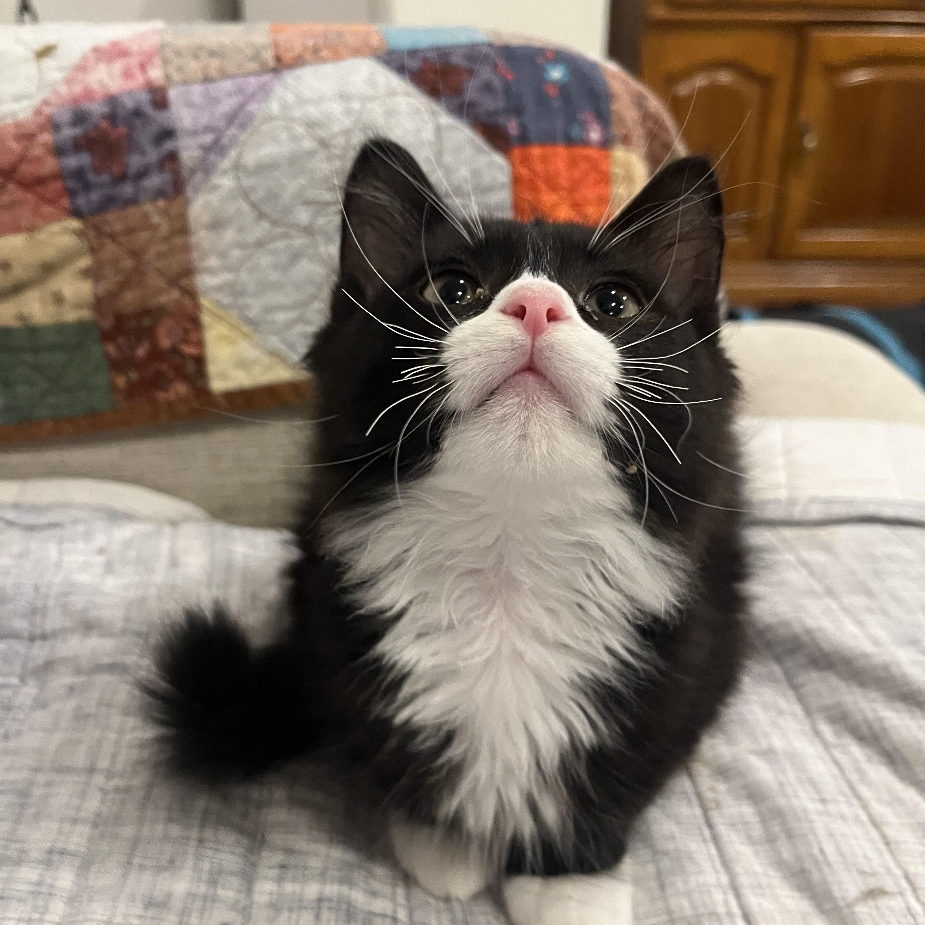 Jaffa Cake, a Adopted Domestic Medium Hair in Vernon, VT image 2/3