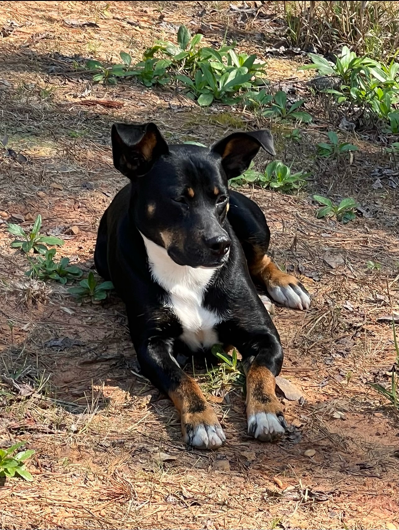 BATMAN, a Adoptable mixed breed in Fosters, AL image 1/2