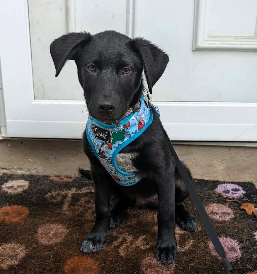 Jack, Adopted, Puppy Male Labrador Retriever.