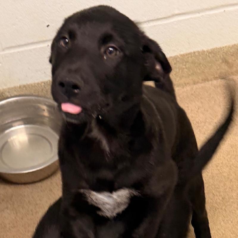 Enlarge Jack, a Adopted mixed breed in Aurora, IL image 3/4