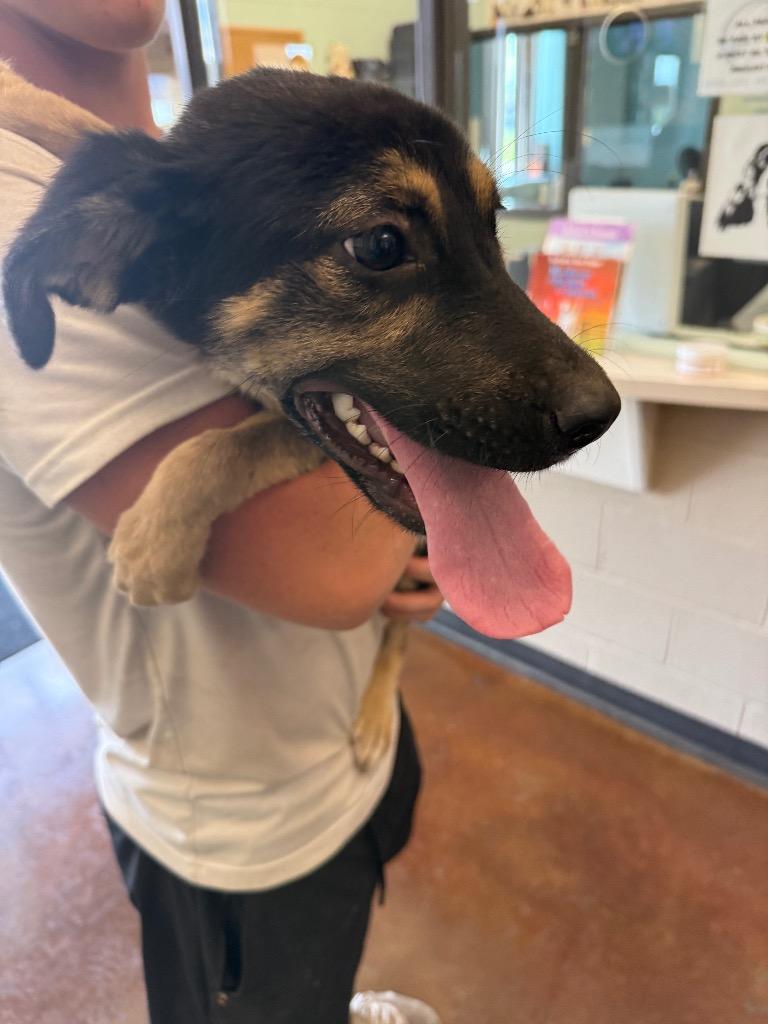 Enlarge Shellie, a Adoptable mixed breed in Gallatin, TN image 1/2