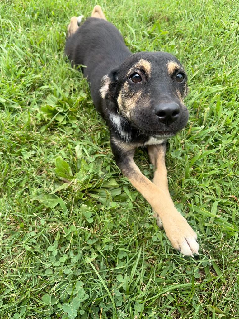 Enlarge Shellie, a Adoptable mixed breed in Gallatin, TN image 2/2