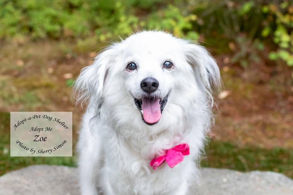 ZOE, a hold mixed breed in Shelton, WA image 1/6