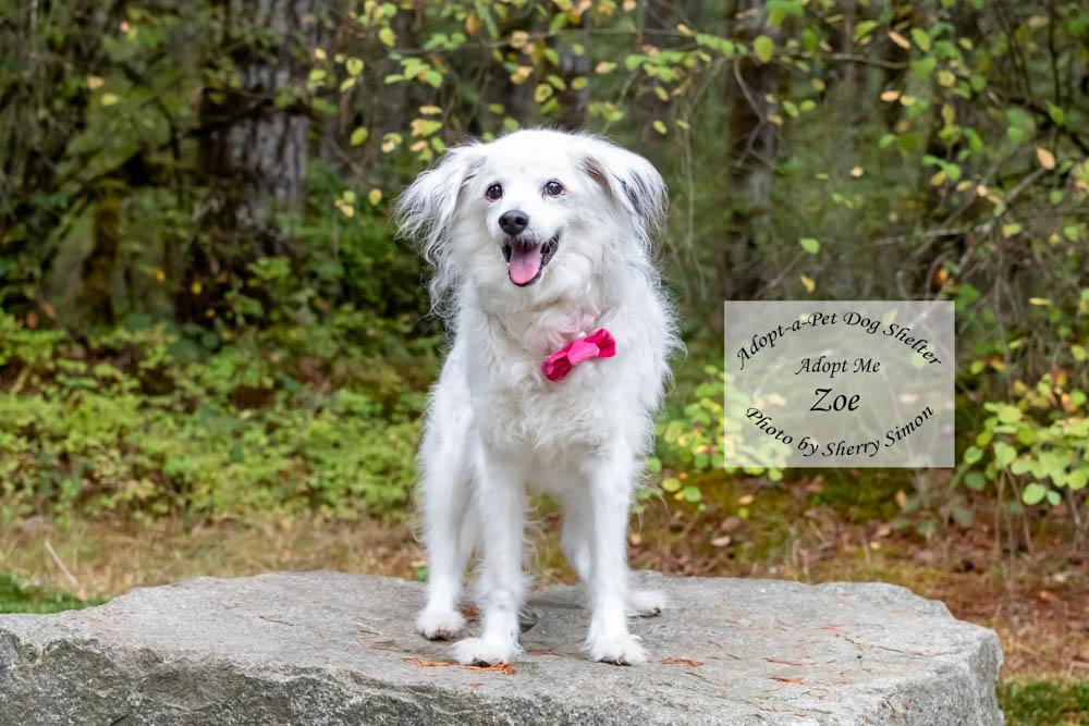 ZOE, a hold mixed breed in Shelton, WA image 2/6