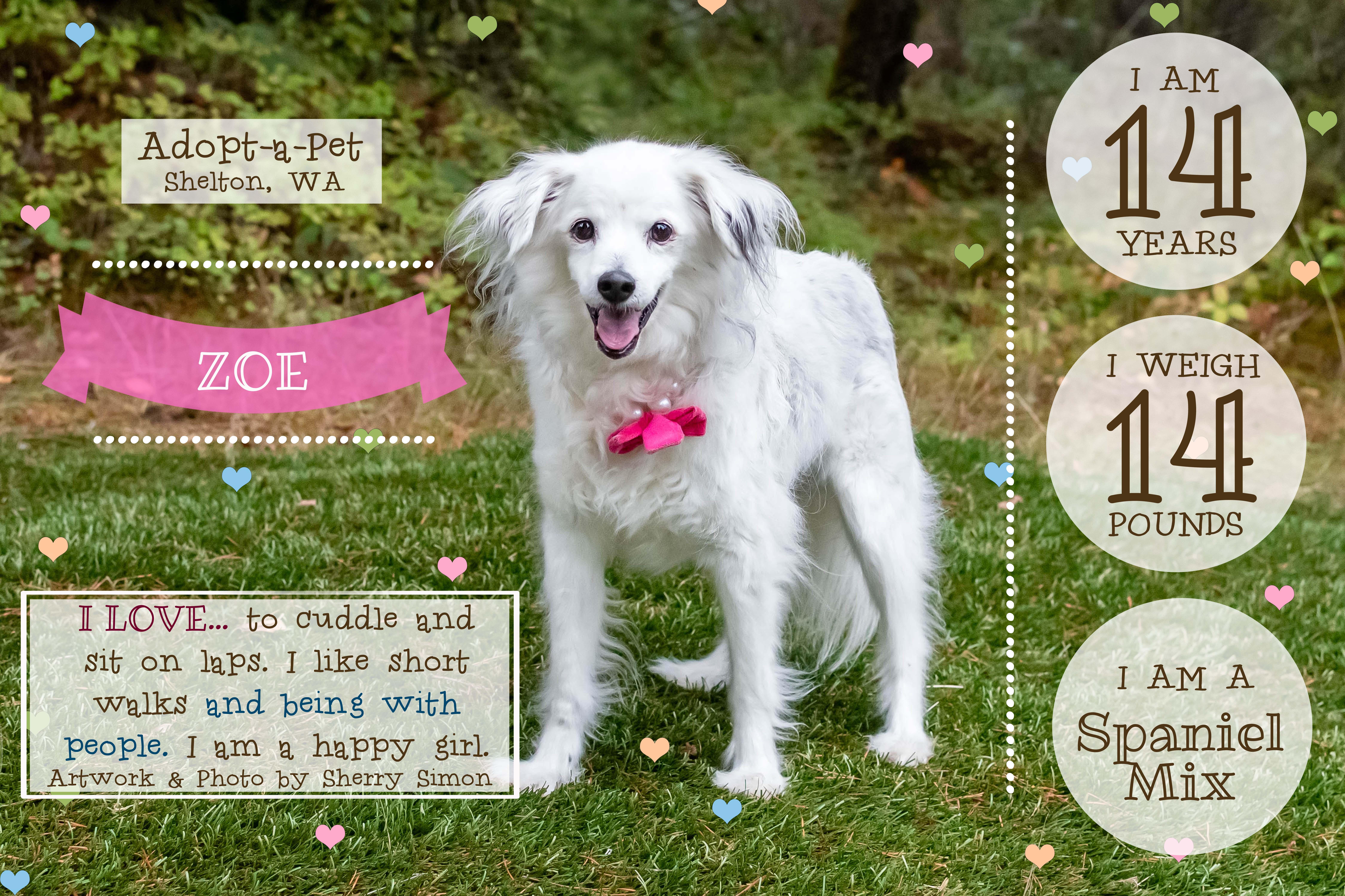 ZOE, a hold mixed breed in Shelton, WA image 5/6