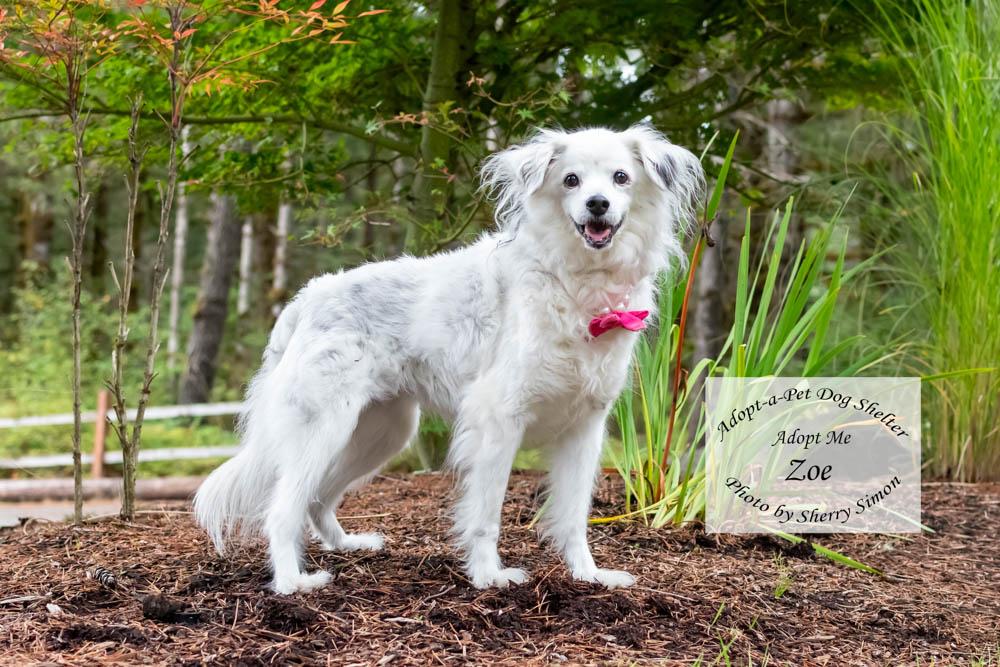 ZOE, a hold mixed breed in Shelton, WA image 4/6