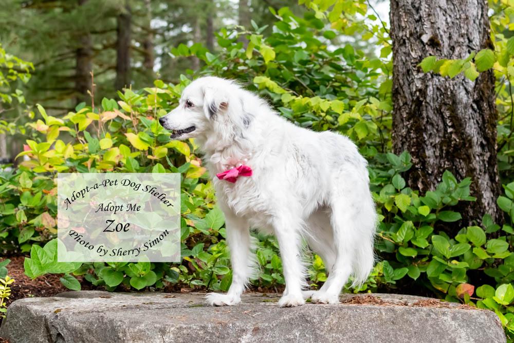 ZOE, a hold mixed breed in Shelton, WA image 3/6