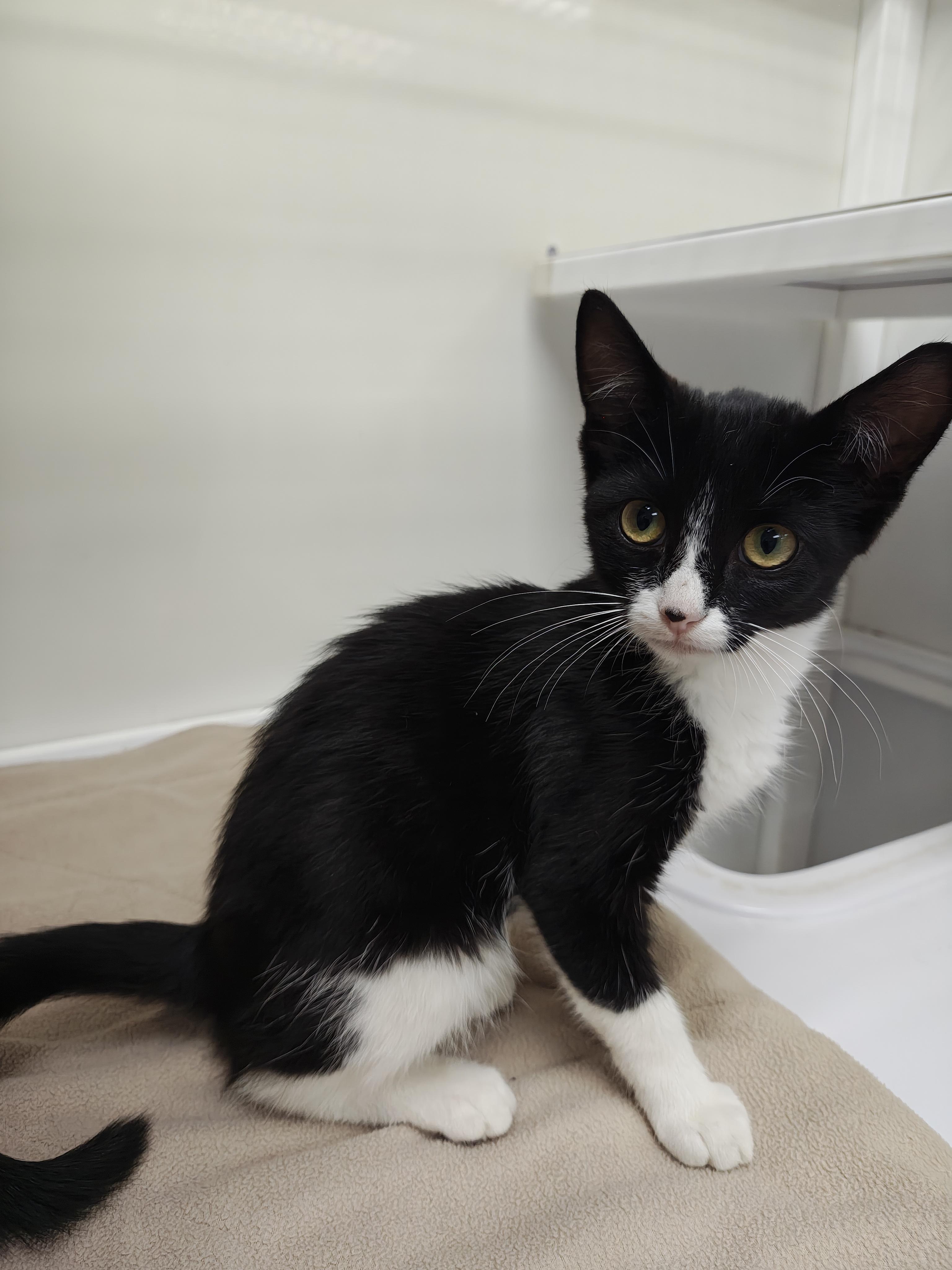 Enlarge Mystery, a Adoptable Domestic Short Hair in Oconto, WI image 2/3