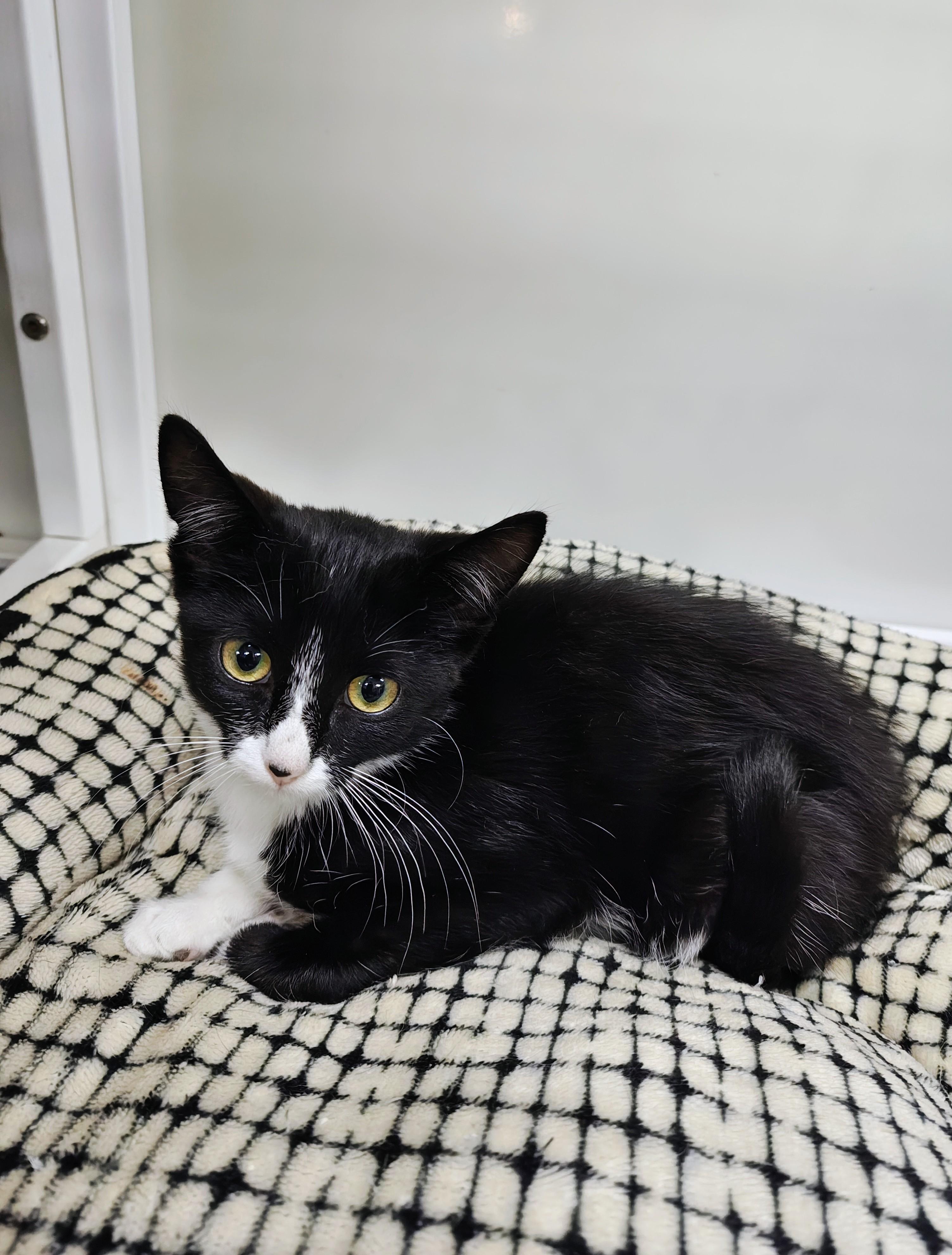 Mystery, Adoptable, Kitten Female Domestic Short Hair.