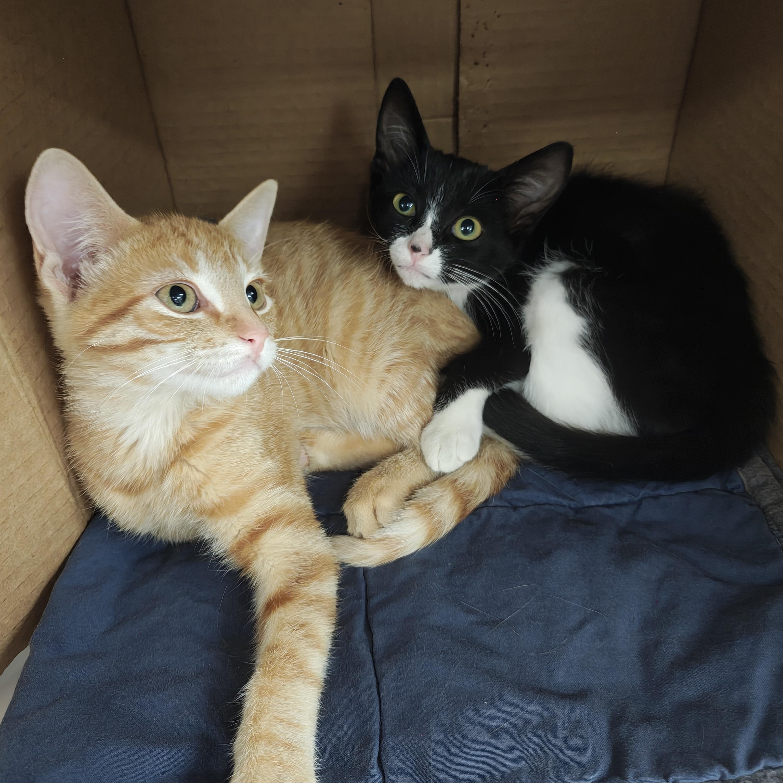 Enlarge Mystery, a Adoptable Domestic Short Hair in Oconto, WI image 3/3
