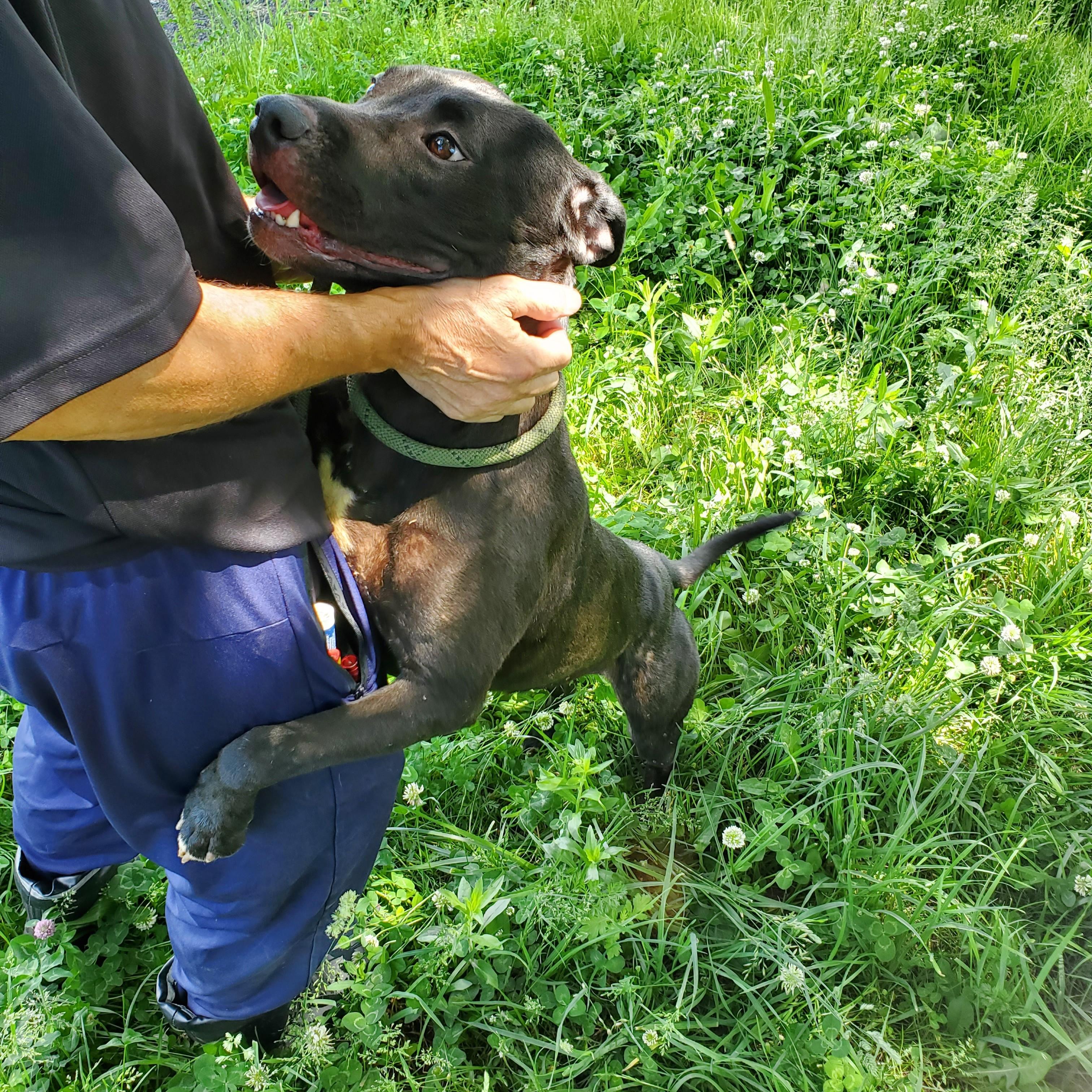 Aurelia, adopted, Young Female American Staffordshire Terrier.