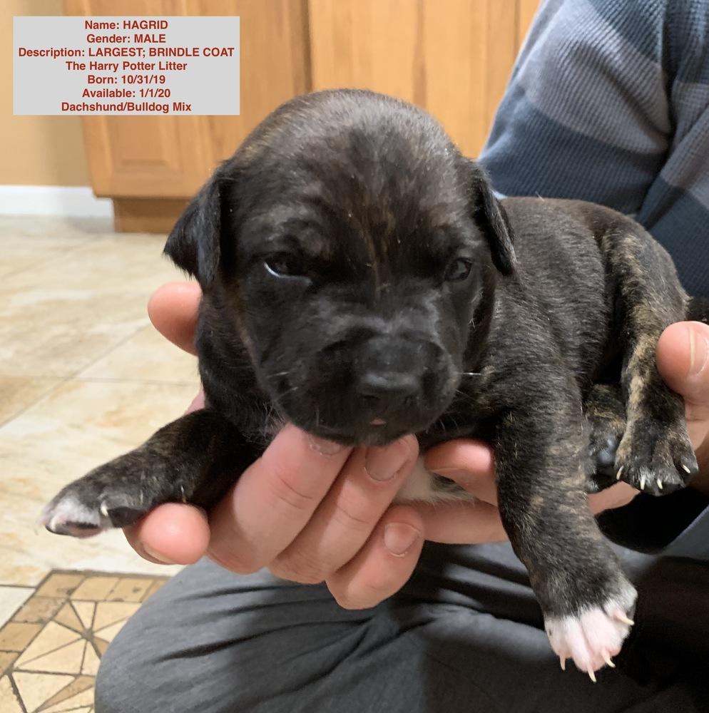 Hagrid, Adopted, Puppy Male Dachshund & American Bulldog.