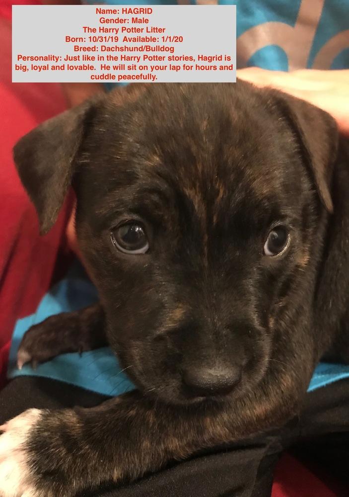 Enlarge Hagrid, a Adopted mixed breed in Windsor, CA image 2/2