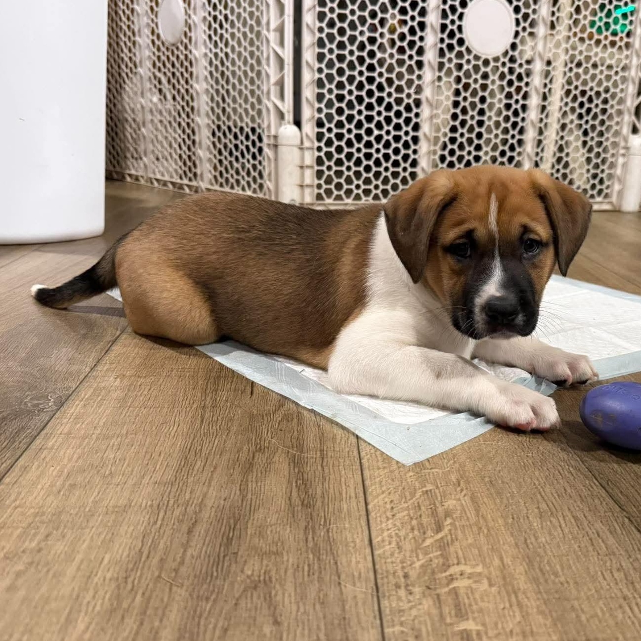 Enlarge Maple, a Adopted mixed breed in Rochester, NY image 2/3