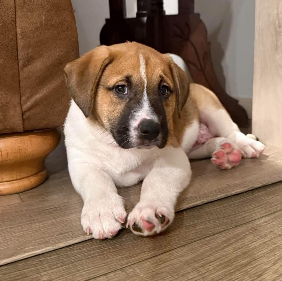 Enlarge Maple, a Adopted mixed breed in Rochester, NY image 1/3