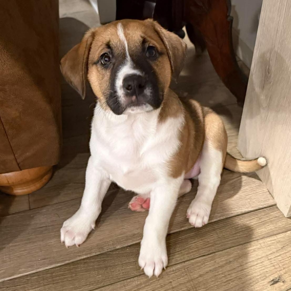 Enlarge Maple, a Adopted mixed breed in Rochester, NY image 3/3