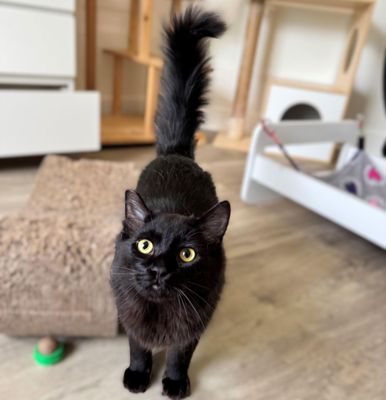 Harper, a Adoptable Domestic Long Hair in Springfield, OR image 3/3