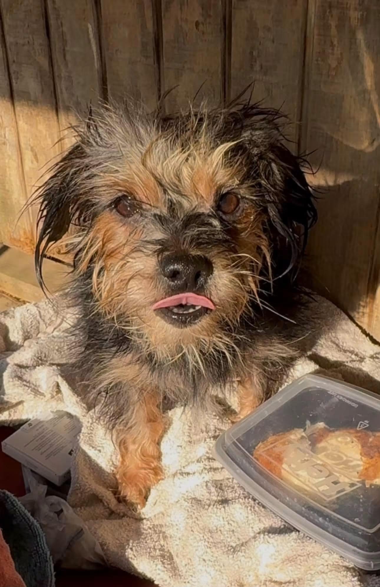 Enlarge Brandy, a Adoptable mixed breed in Woodlawn, TN image 2/2