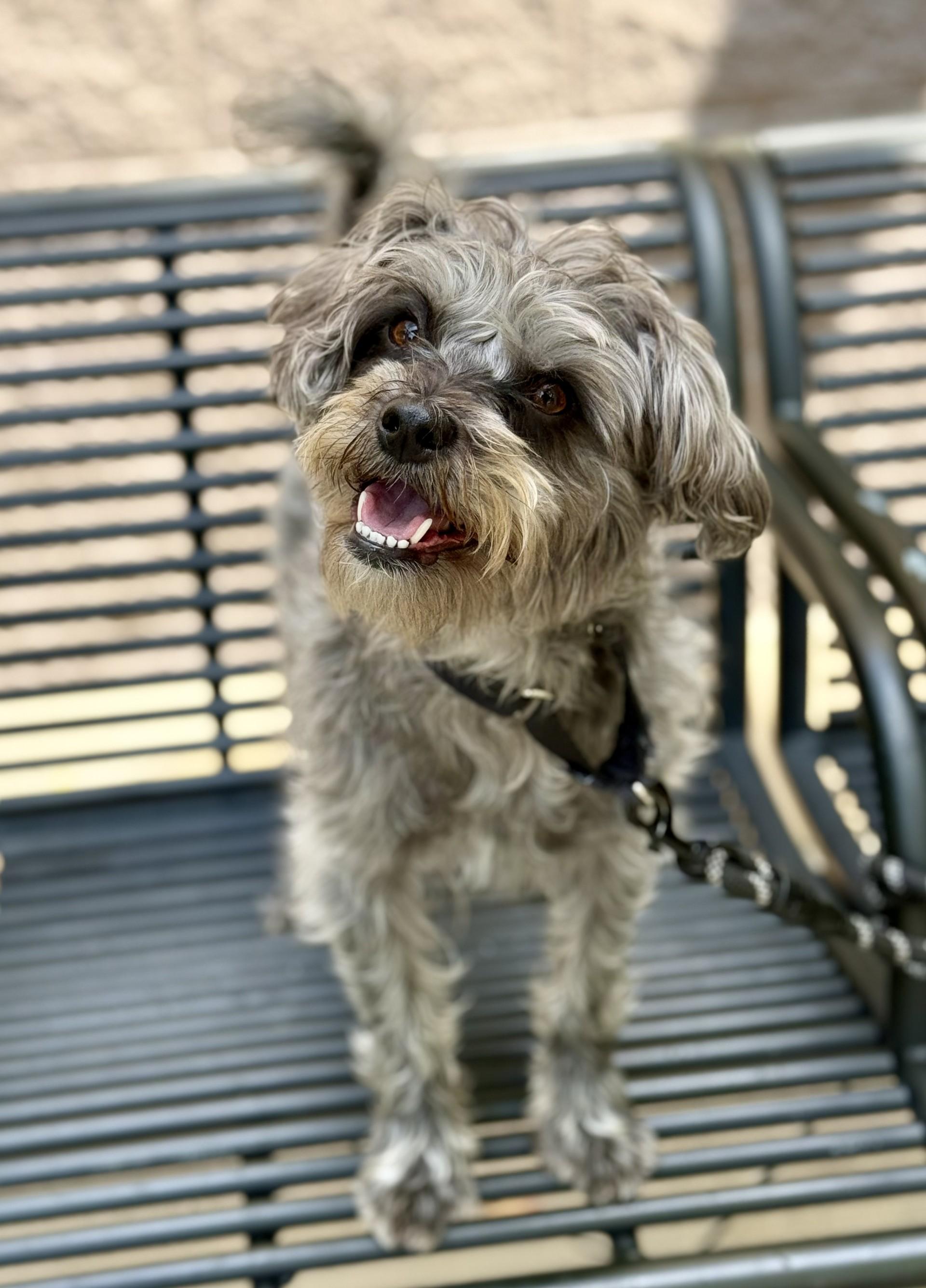 Rex 3, a Adoptable mixed breed in Los Alamitos, CA image 5/6