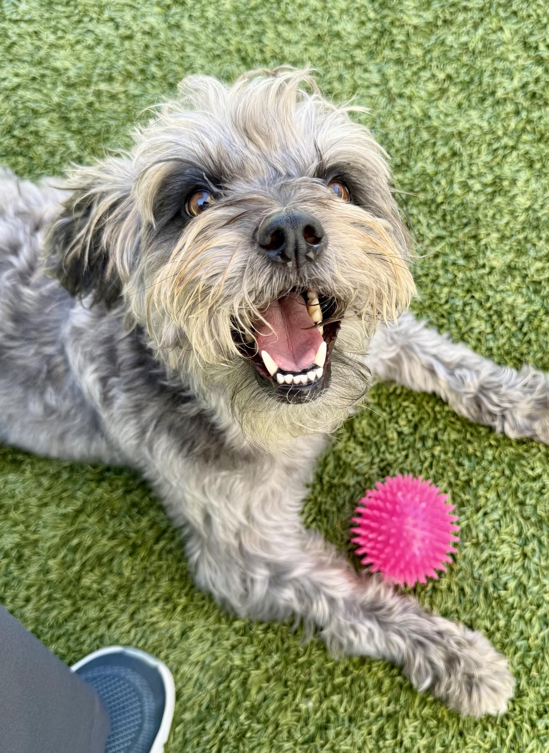 Rex 3, a Adoptable mixed breed in Los Alamitos, CA image 6/6