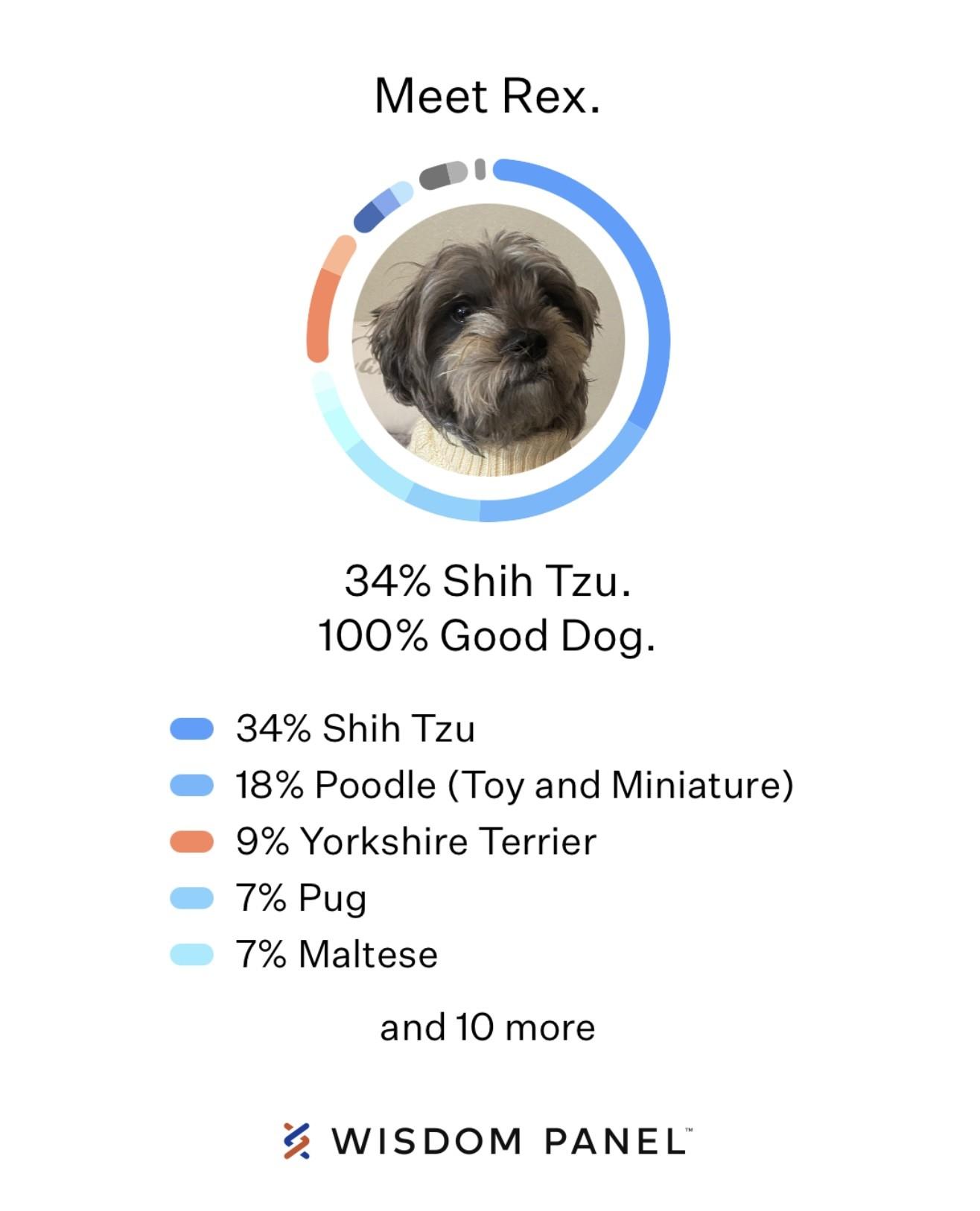 Rex 3, a Adoptable mixed breed in Los Alamitos, CA image 6/6