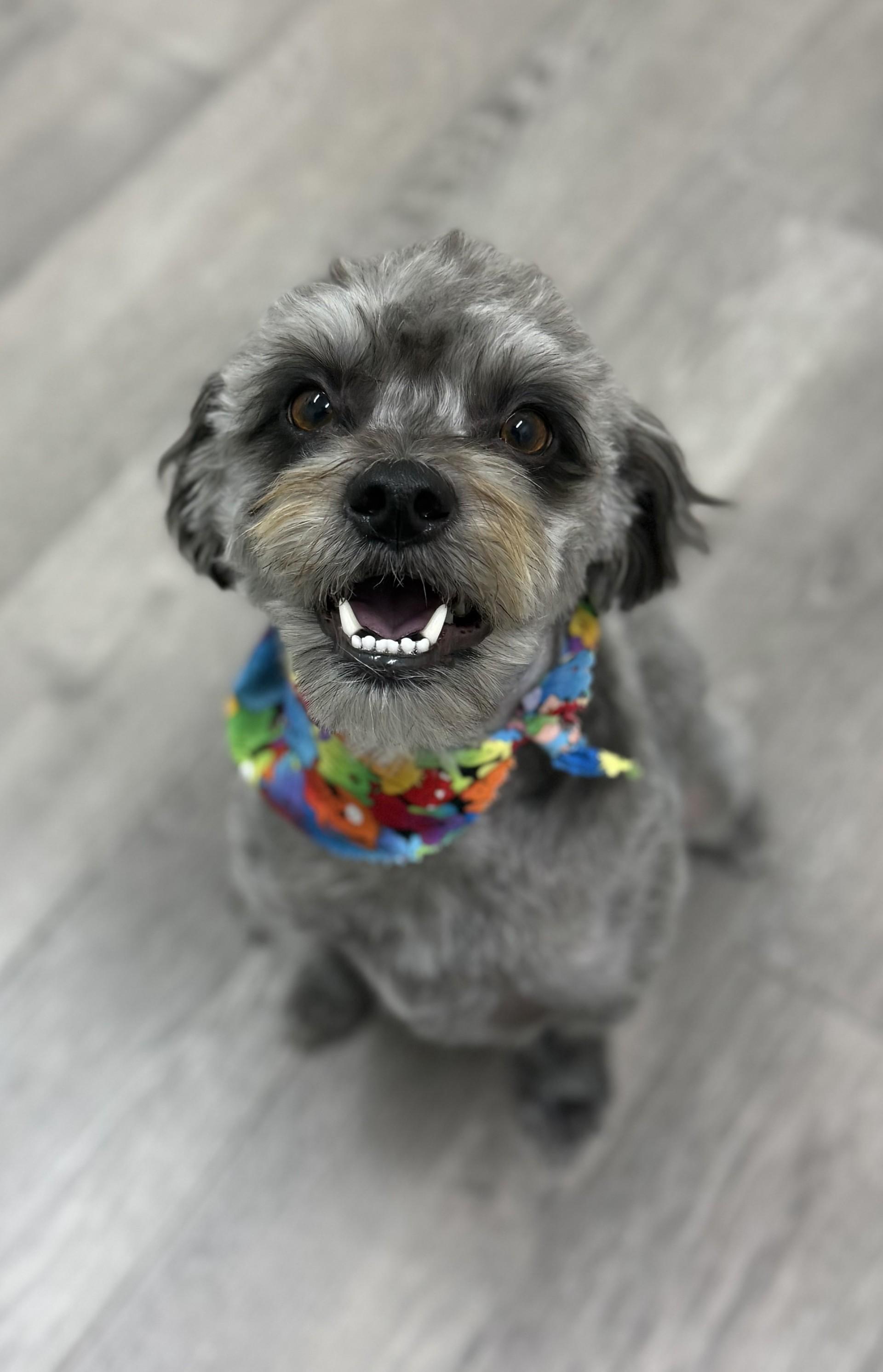 Rex 3, a Adoptable mixed breed in Los Alamitos, CA image 3/6