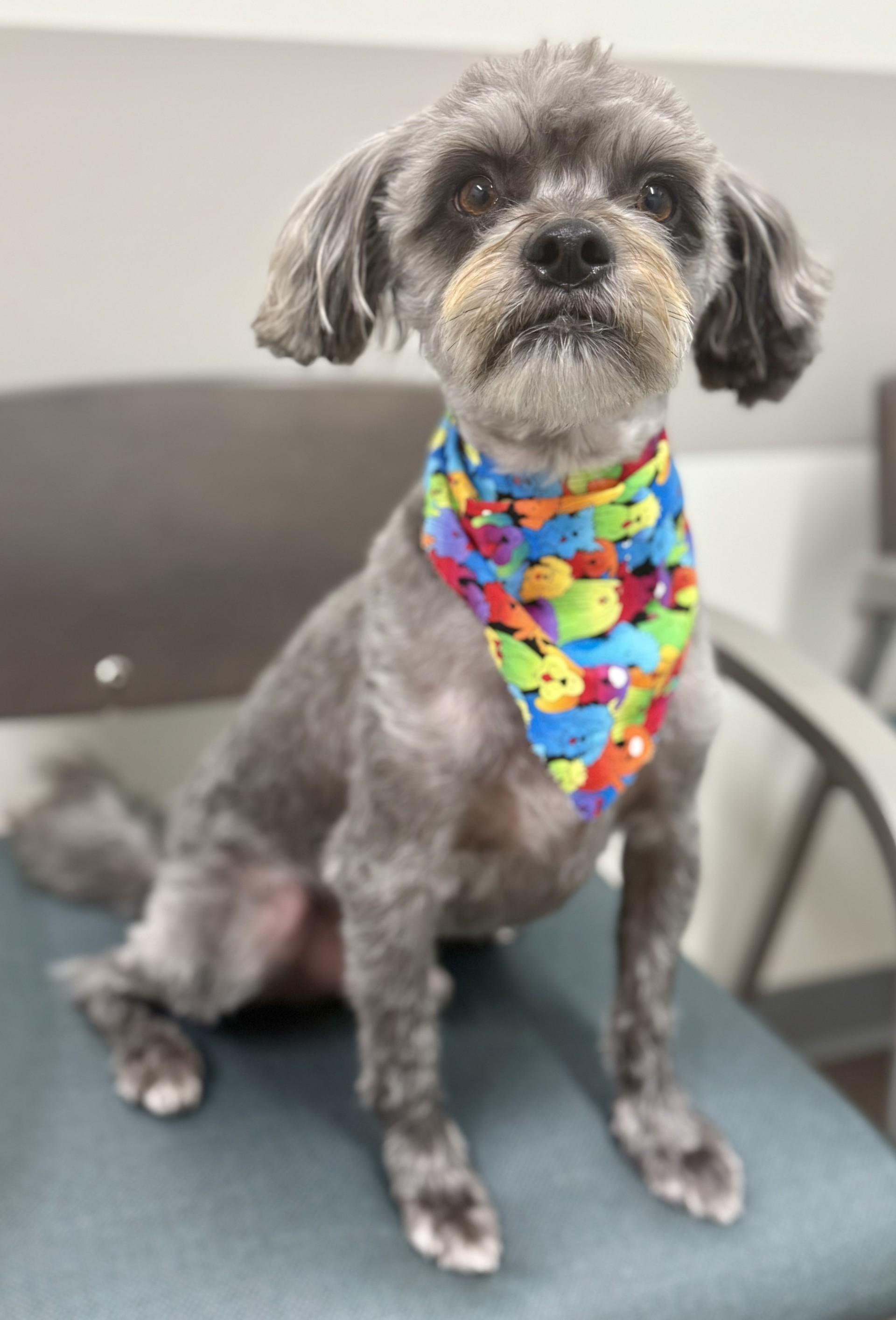 Rex 3, a Adoptable mixed breed in Los Alamitos, CA image 4/6